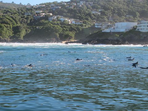 Image of Bottlenose Dolphin