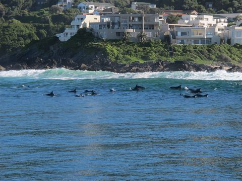 Image of Bottlenose Dolphin