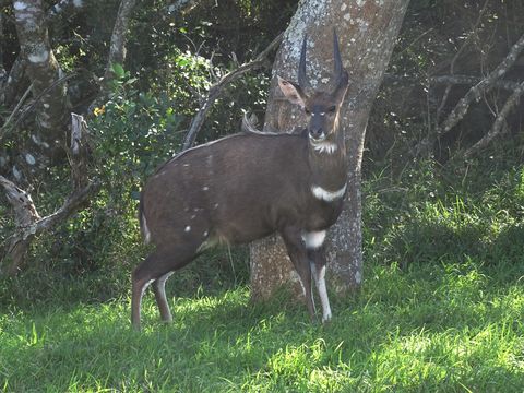 Image of Bushbuck