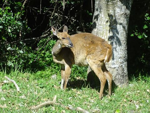 Image of Bushbuck