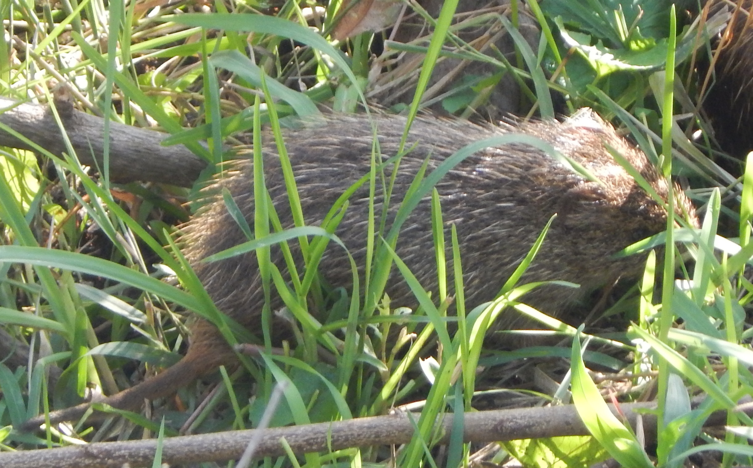 Image of Cane rat