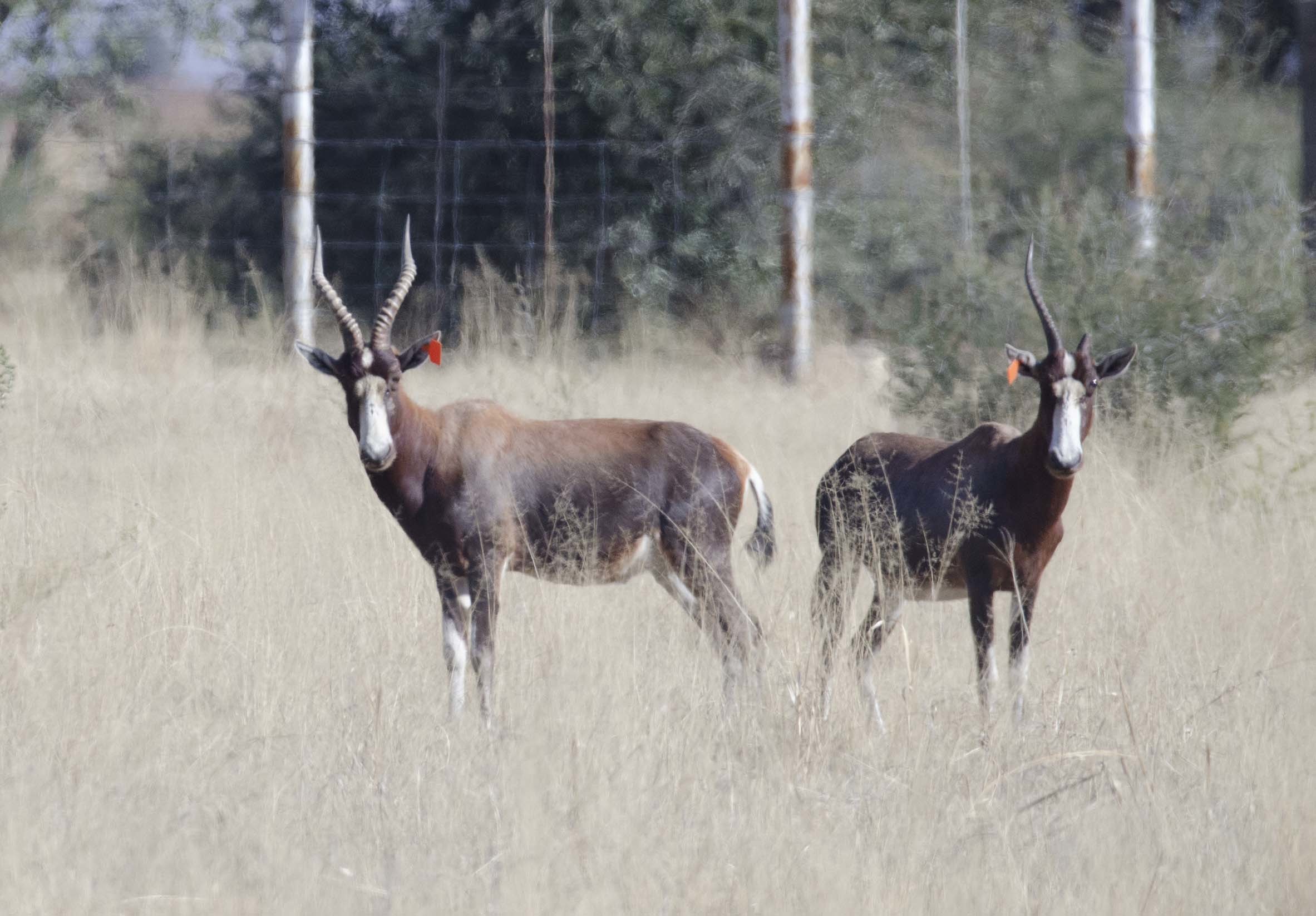 Image of Blesbok