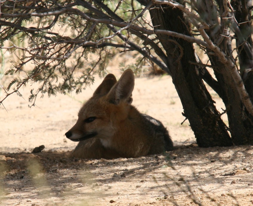 Слика од Vulpes chama (A. Smith 1833)