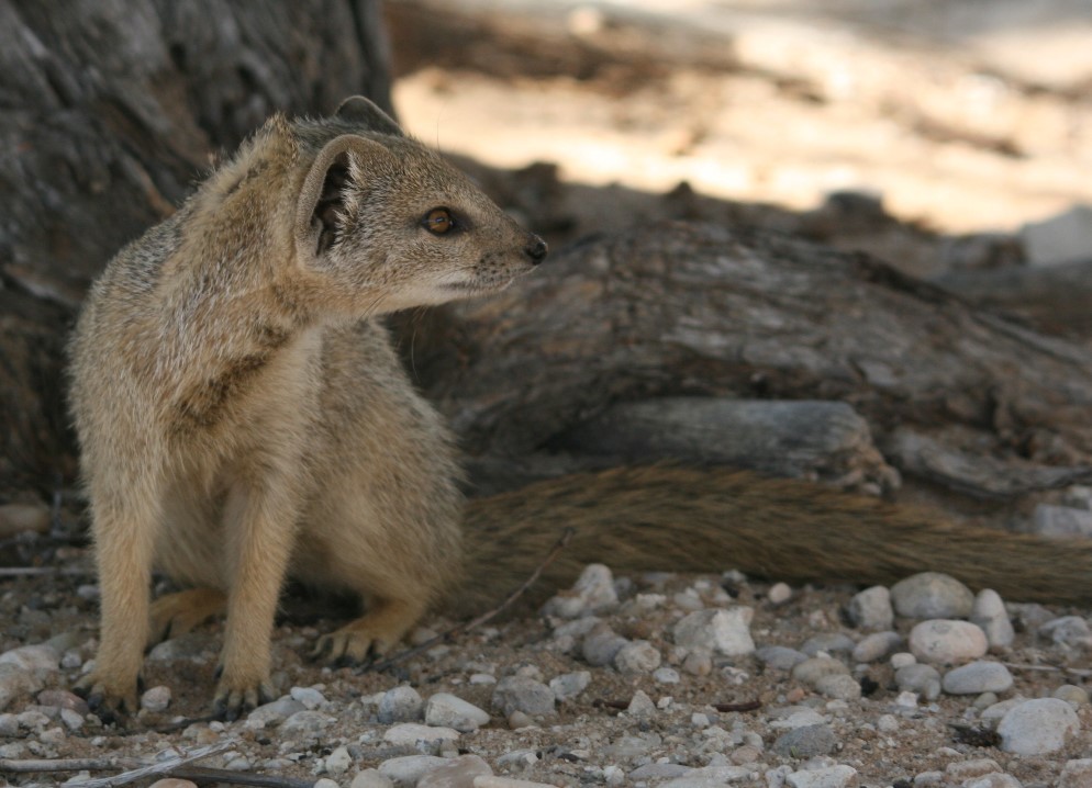 Image of Yellow Mongoose