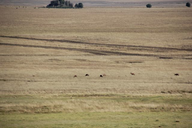 Image of Blesbok