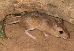 Gerbilliscus leucogaster (Peters 1852)的圖片