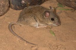 Image of Multimammate Mice