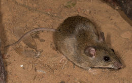 Image of Multimammate Mice