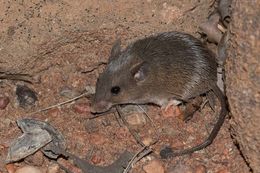 Image of Southern African Spiny Mouse -- Spiny Mouse