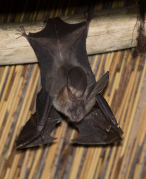 Image of Slit-faced Bats