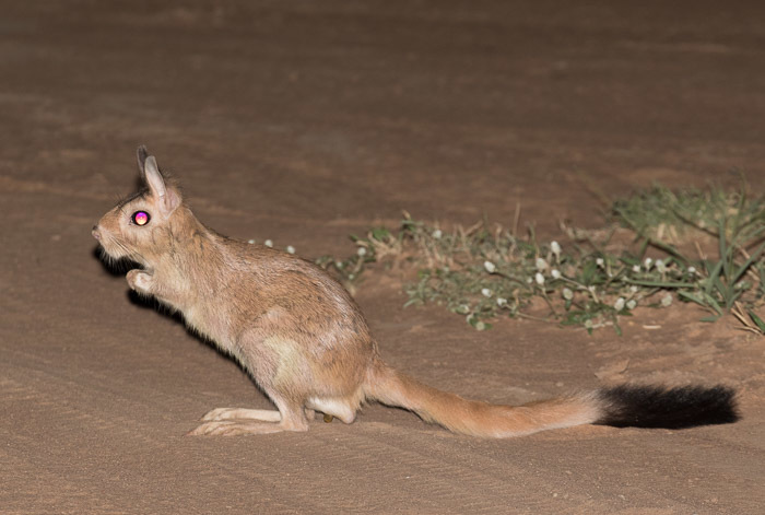 Image of Springhares