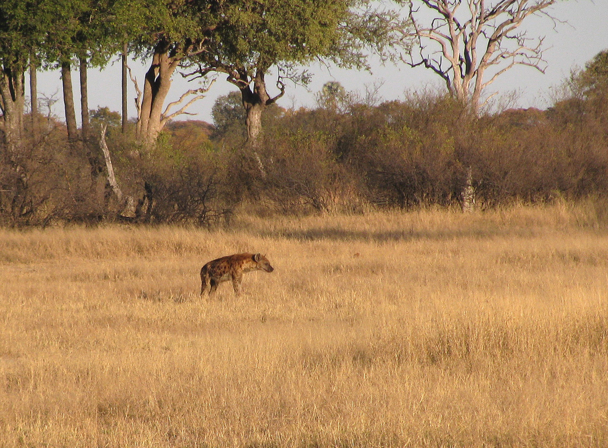 Image of Spotted Hyaenas