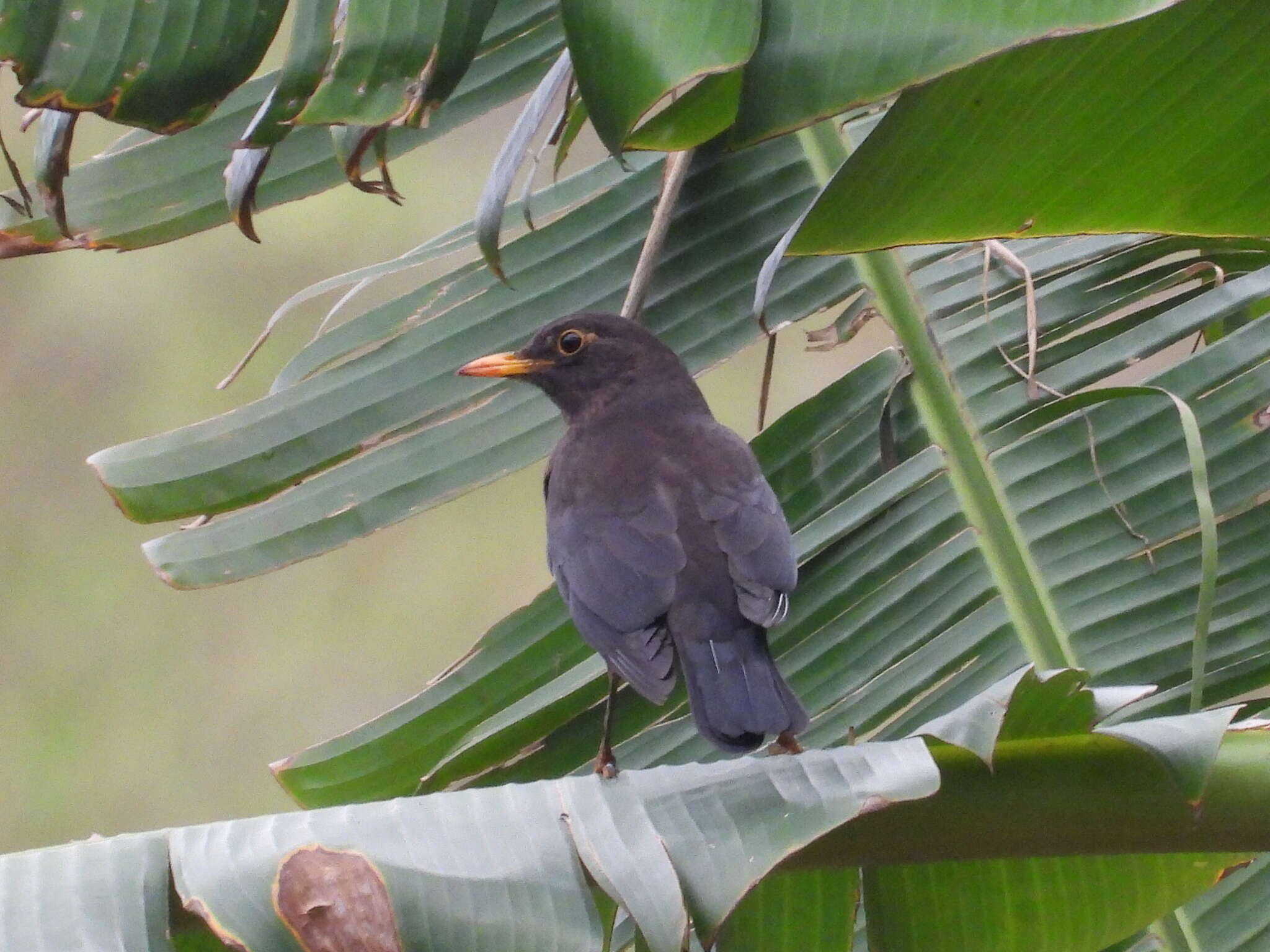 Image of Chinese Blackbird