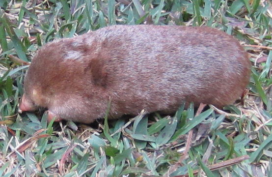 Image of Golden Moles