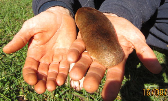 Image of Golden Moles