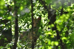 Image of Side-striped Jackal