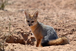 Слика од Vulpes chama (A. Smith 1833)