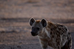 Image of Spotted Hyaenas