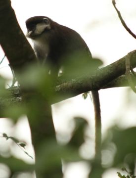 Cercopithecus ascanius (Audebert 1799) resmi