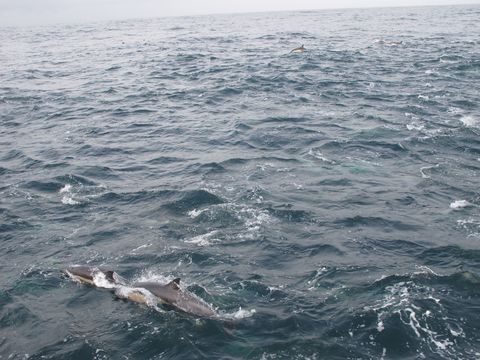 Image of common dolphins