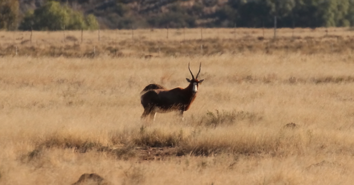 Image of Blesbok