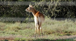 Image of Reedbuck