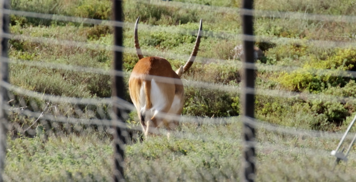 Image of Reedbuck