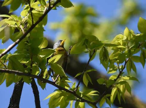 Image of Northern Parula