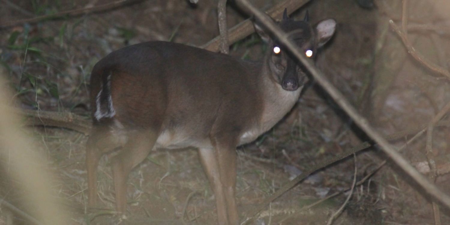 Image of Blue Duikers