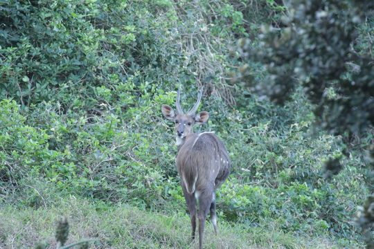 Image of Bushbuck