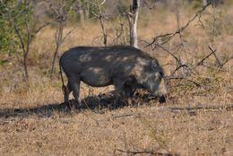 Image of Common Warthog