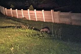 Image of White-tailed Mongoose