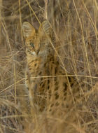 صورة Leptailurus Severtzov 1858