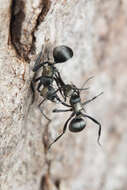 Image de Polyrhachis