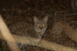 Image of wild cat