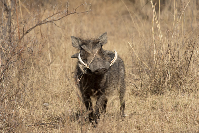 Image of Common Warthog