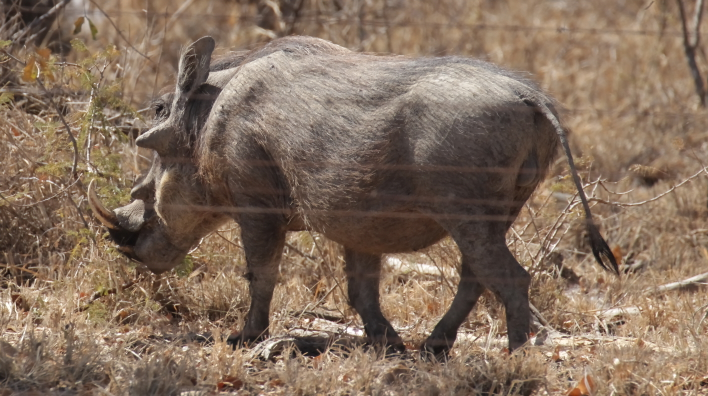 Image of Common Warthog