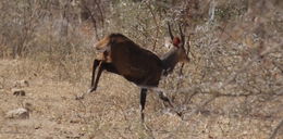 Image of Bushbuck