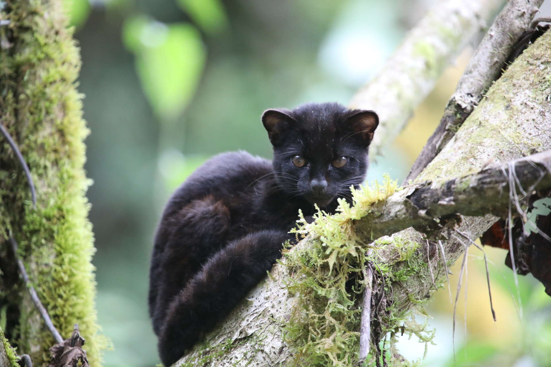 Image of little spotted cat