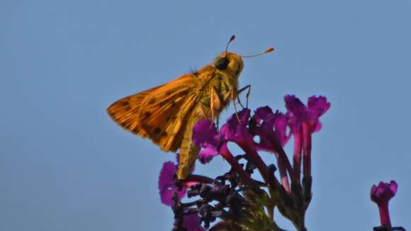 Image of Hylephila phyleus