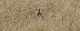 Image of Yellow Mongoose