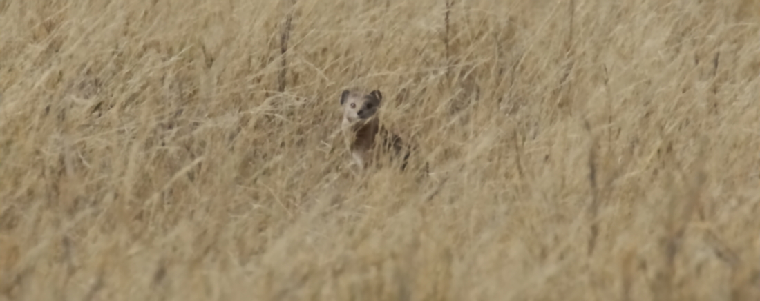 Image of Yellow Mongoose