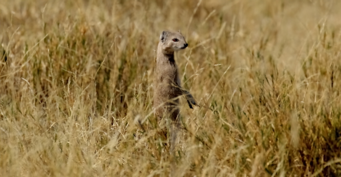 Image of Yellow Mongoose