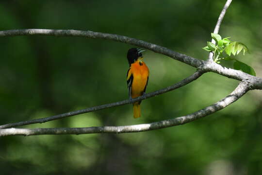 Image of Baltimore Oriole