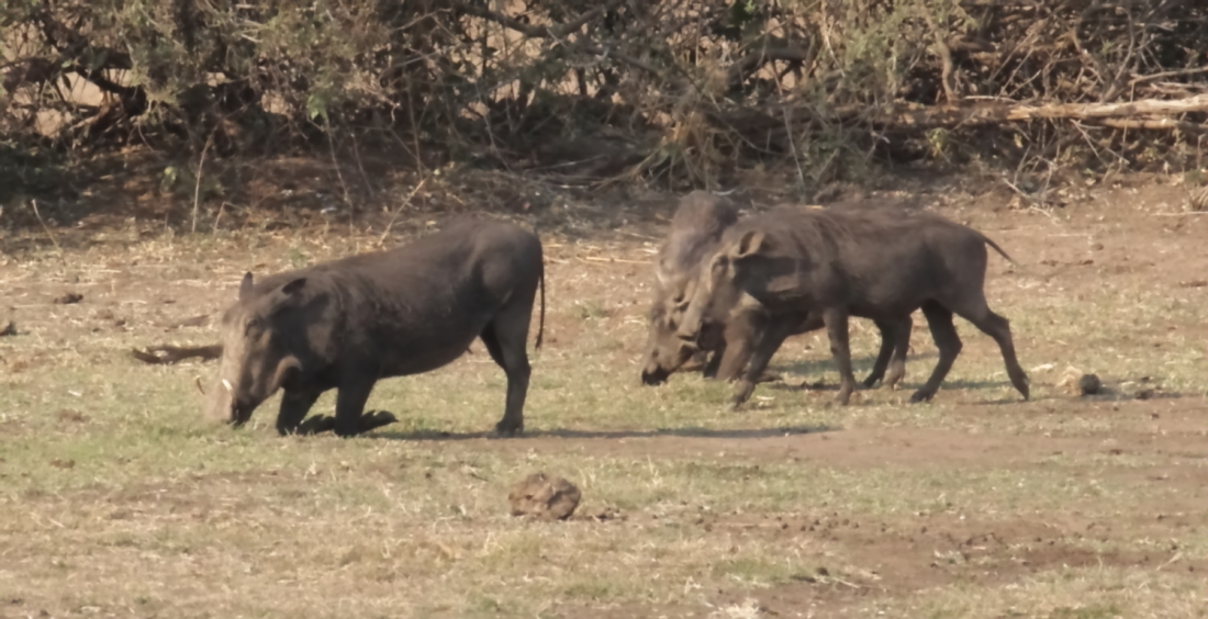 Image of Common Warthog