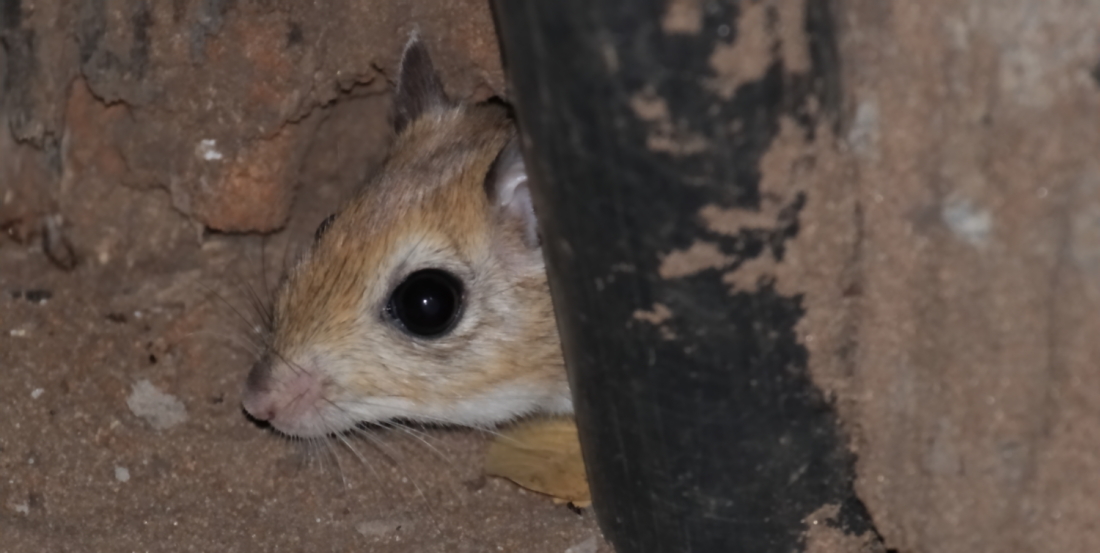 Image of Hairy-footed Gerbils