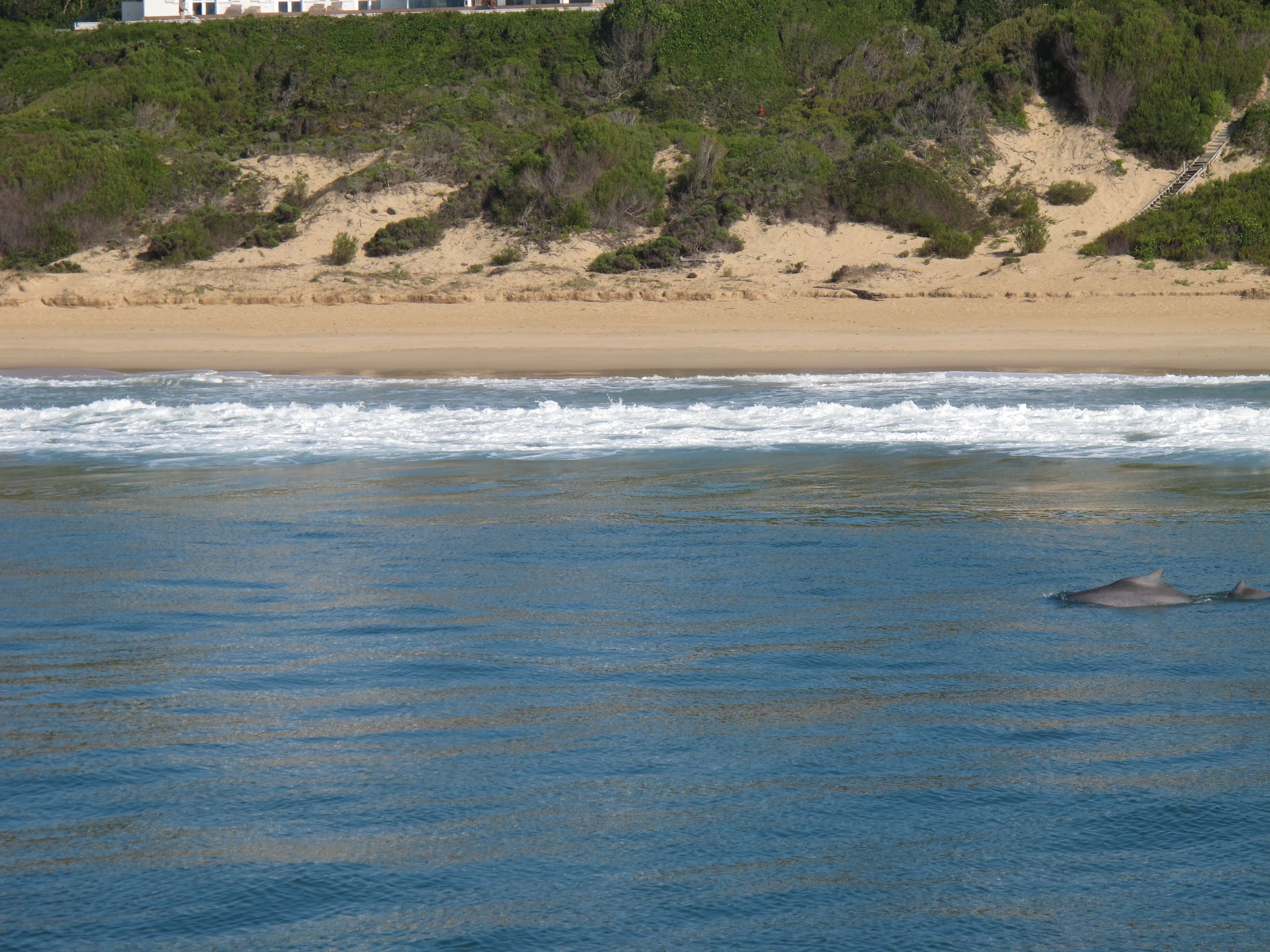 Image of Indian Humpback Dolphin