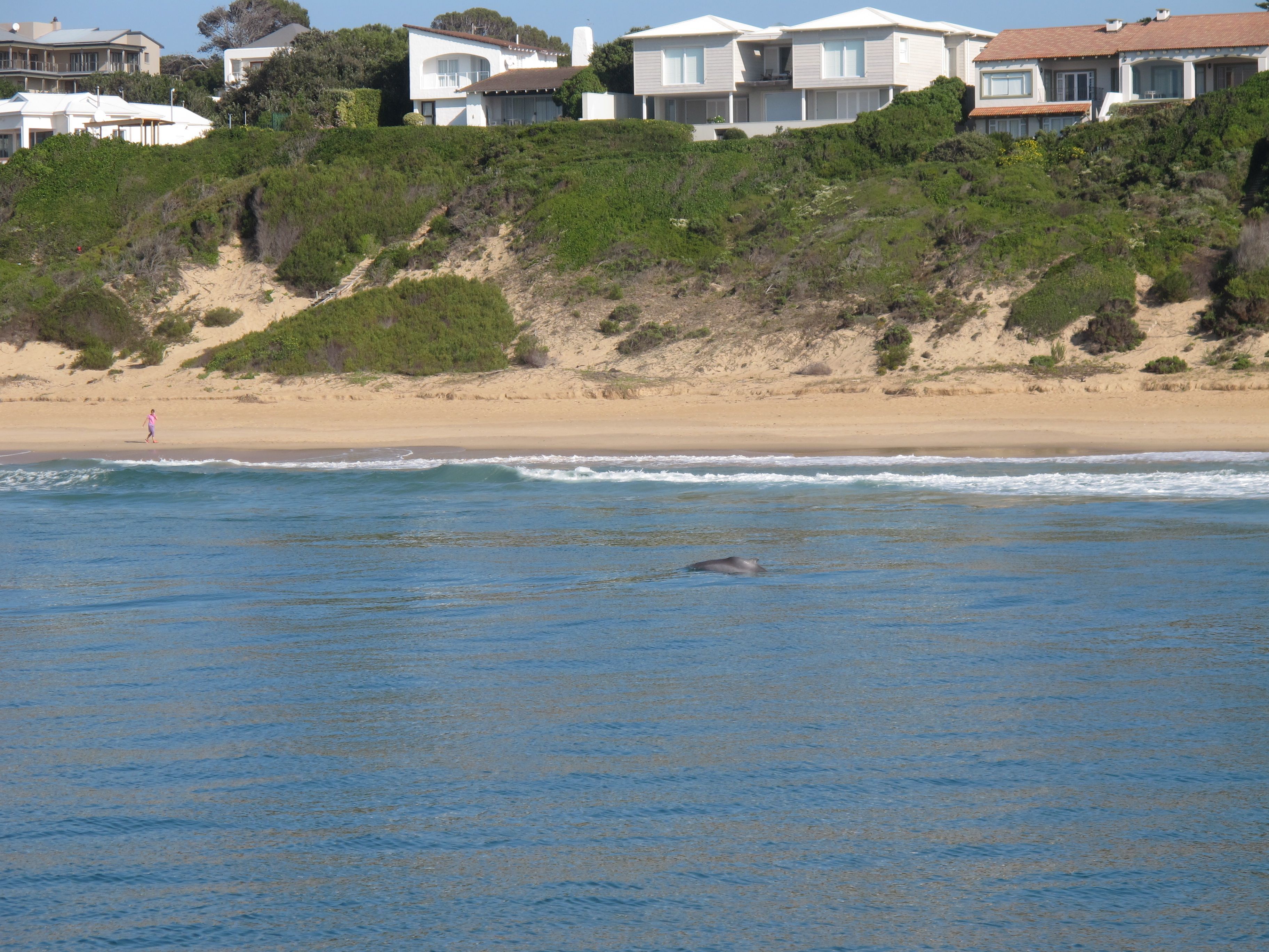 Image of Indian Humpback Dolphin