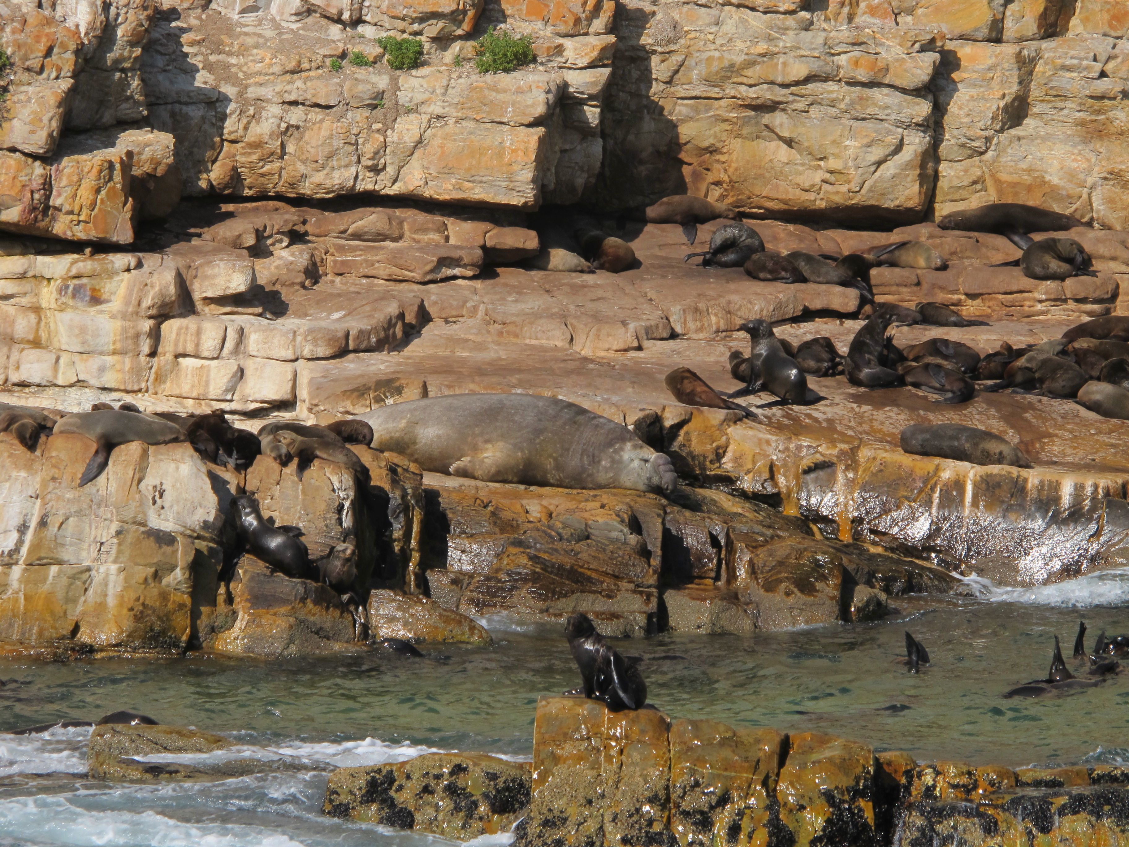 Image of elephant seal