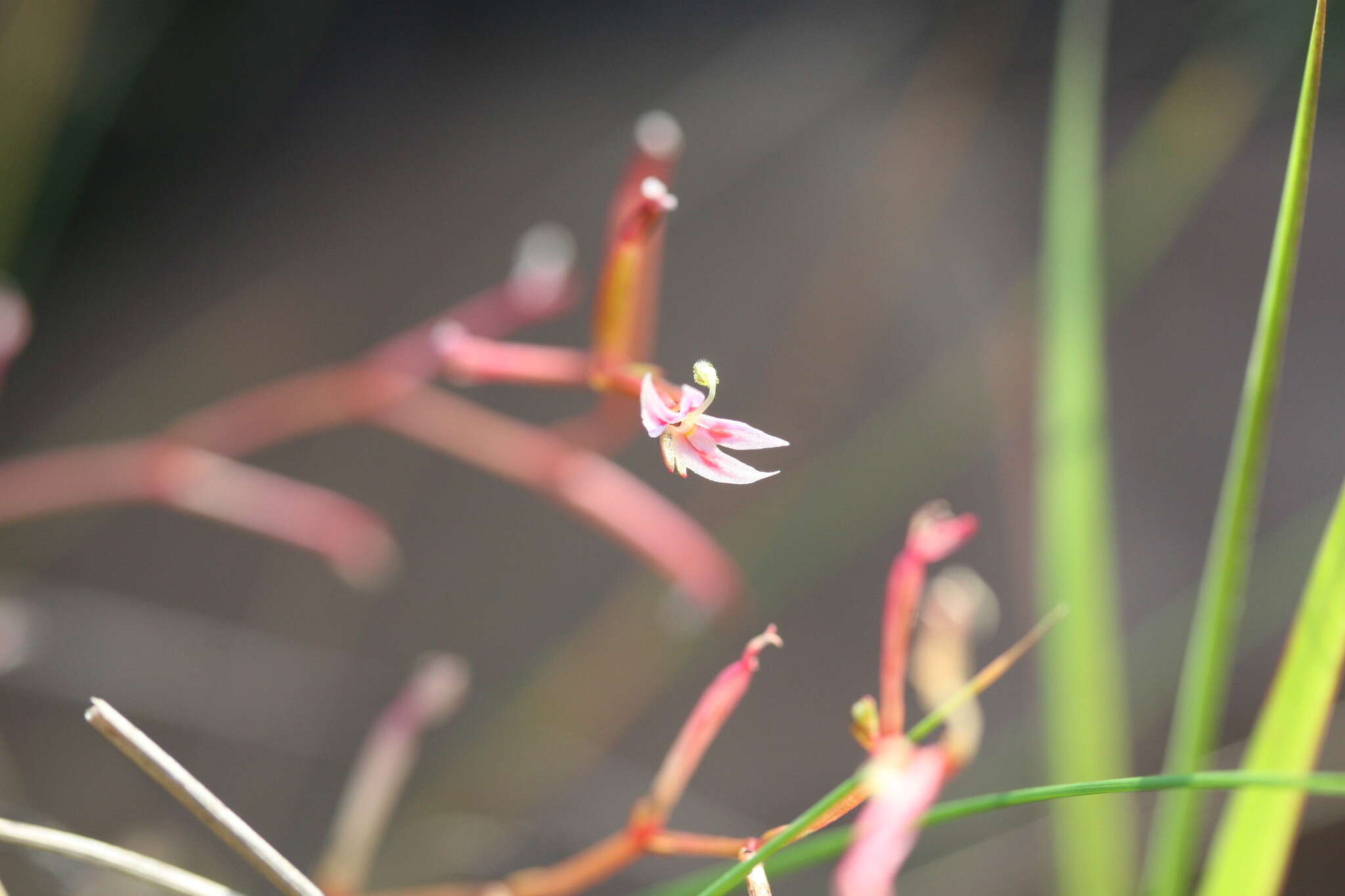 Sivun Stylidium kuva